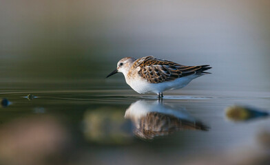  Little Stint (Calidris minuta) is  is a wetland bird that lives in the northern parts of the European and Asian continents. It feeds in swampy areas.