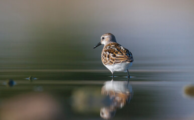  Little Stint (Calidris minuta) is  is a wetland bird that lives in the northern parts of the European and Asian continents. It feeds in swampy areas.