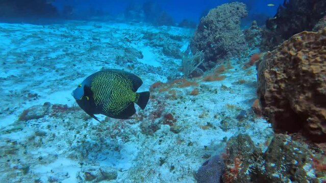 4k video of French Angelfish (Pomacanthus paru) in Cozumel, Mexico