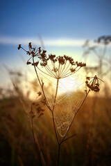 Dry grass with dew drops at sunrise and web spider. Fresh outdoor nature background
