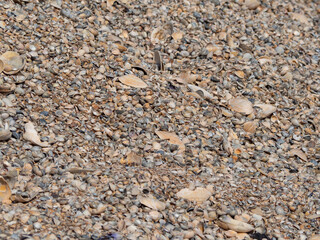 The texture of small and large multicolored shells. Natural textured background of seashells