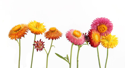 Flowers strawflower  isolated on white background. Yellow garden flowers everlasting dry...