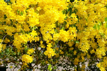 yellow flowers with green leaves background, cat's claw, catclaw vine, cat's claw creeper plants