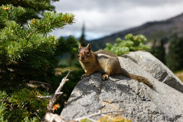 A Golden Mantled Ground Squirrel rests on a rock in the shade of a small pine tree on the Skyline Trail at Mt. Rainier National Park.
