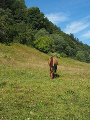 Fototapeta premium Nature summer horses