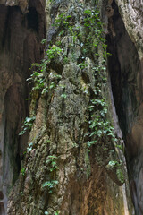 rock with vegetation