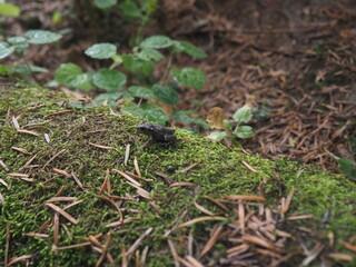 Nature summer
