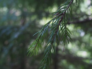 Fototapeta premium Nature summer