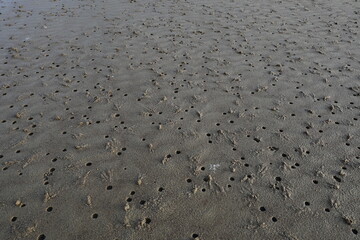 the small hole that is the traces of the animals in the sea sand