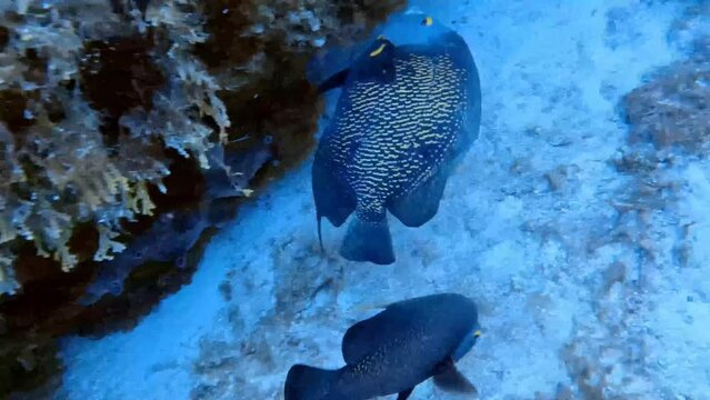 4k video of French Angelfish (Pomacanthus paru) in Cozumel, Mexico