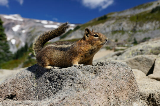 A Golden Mantled Ground Squirrel poses for a close up photo on the Skyline Trail at Mt. Rainier National Park.