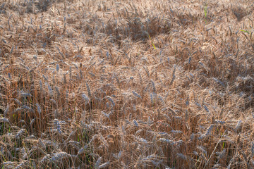evening twilight on a wheat field full of mature ready-made spikelets harvest time
