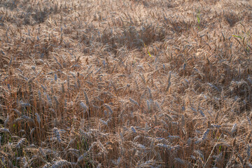 evening twilight on a wheat field full of mature ready-made spikelets harvest time