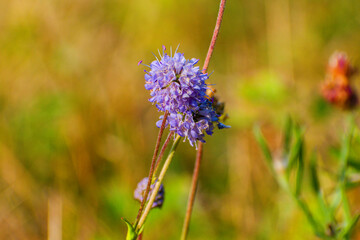 flowers in the field