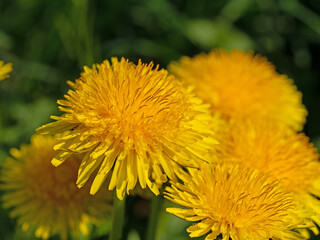 Blühender Löwenzahn, Taraxacum, in einer Nahaufnahme