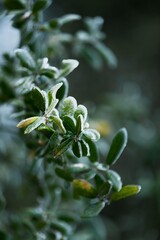 close up of a flower