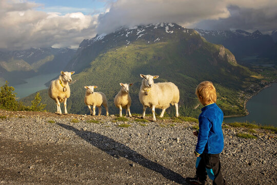 People, adult with kids and pet dog, hiking mount Hoven, enjoying the splendid view over Nordfjord from Loen skylift