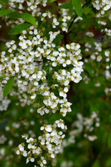 Small white flowers on a green bush.