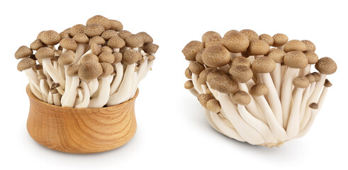 Brown beech mushrooms or Shimeji mushroom in wooden bowl isolated on white background with full depth of field.
