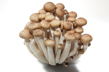 Brown beech mushrooms or Shimeji mushrooms isolated on white background.