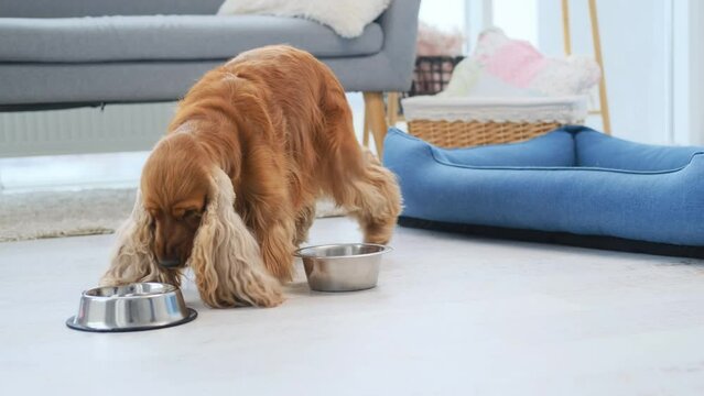 Mature cocker spaniel dog eating food from bowl installed on floor in light room