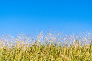 prairie et ciel bleu