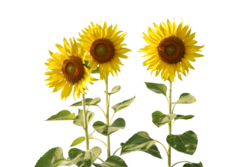 Realistic sunflower 