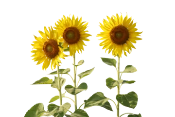 Zelfklevend Fotobehang Realistic sunflower  © parinya