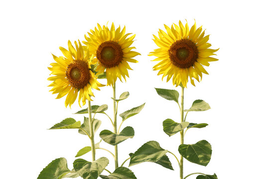 Realistic sunflower 