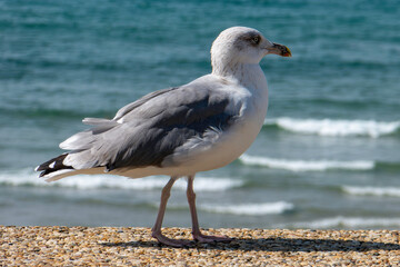 goéland argenté marchant en bord de mer