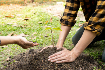 The hands of two people help each other are planting young seedlings on fertile ground, taking care of growing plants. World environment day concept, protecting nature