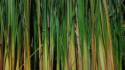 giant grass forest background