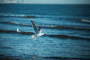 seagull on the sea