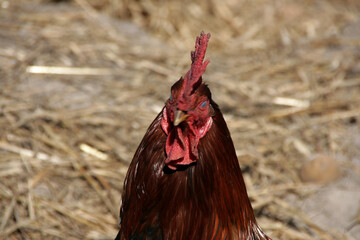 Rooster at farm yard