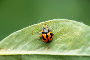 Orange ladybird beetle, Coccinella septempunctata, Satara, Maharashtra, India