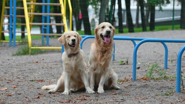 Two young golden retriever dogs sitting outdoors together during training and looking at cmera. Purebred doggy pets labradors at street with tonque out
