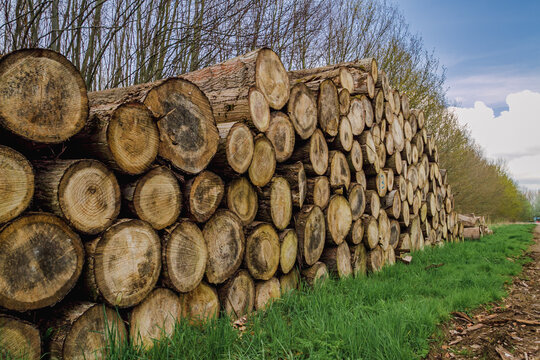 Mature cut tree logging in the forest. Tree trunks stacked in controlled deforestation and bare trees in the background.