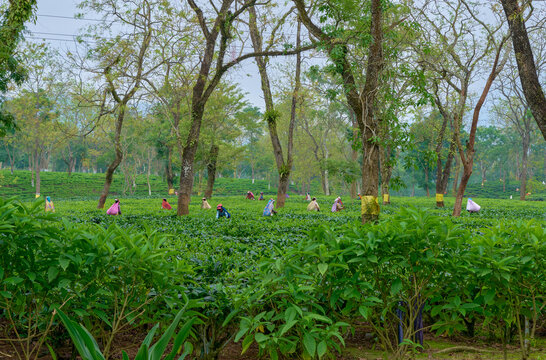 Plucking tea leaves in a tea garden in Assam, India