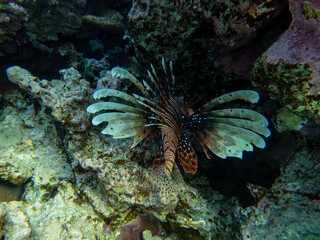 Fototapeta na wymiar Pterois volitans or Lionfish Zebra in Red Sea coral reef, Egypt, Hurghada
