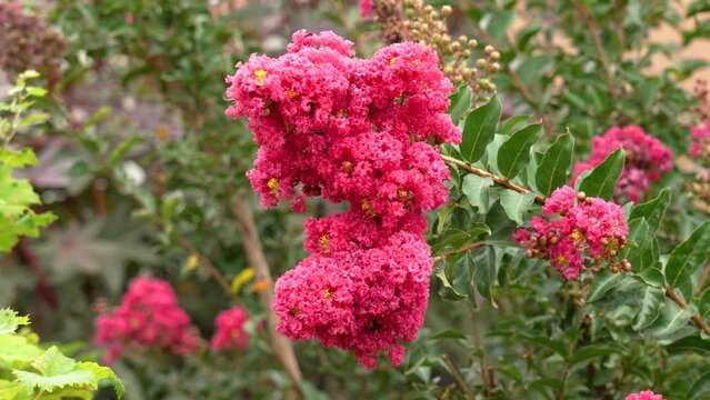 Beautiful pink flowers of crepe myrtle on green foliage background in garden. Blossoming red lagerstroemia close up