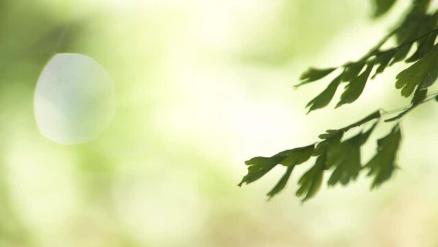 Imagen minimalista de hoja verde llena de frescura y ligereza.