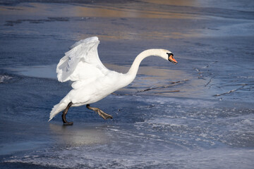 Fototapeta premium Mute swan is large white duck