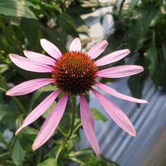 close up of an echinacea flower