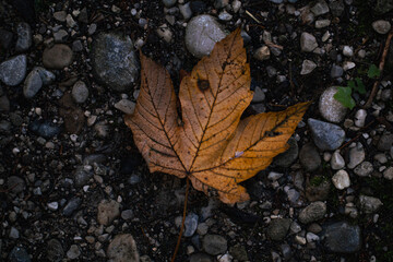 autumn leave on the ground