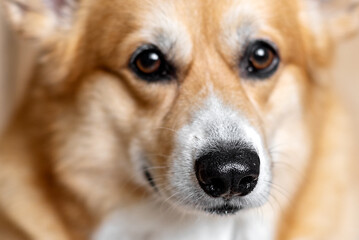 pembroke welsh corgi dog close up muzzle,  focus on nose