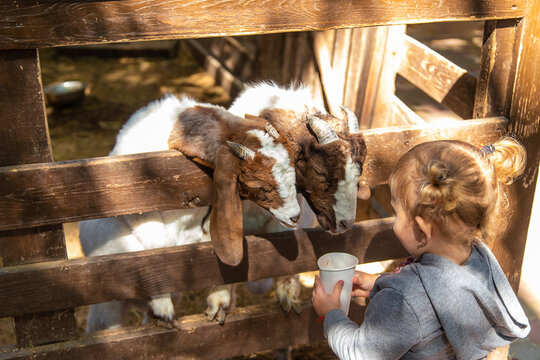 A child feeds a goat on a farm. Selective focus.
