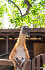Big llama in the zoo. Selective focus.