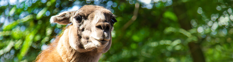 Big llama in the zoo. Selective focus.