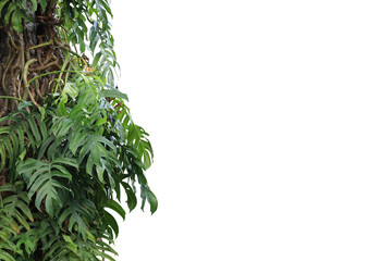 Tropical tree leaves  foreground