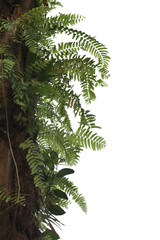 Tropical fern leaves foreground